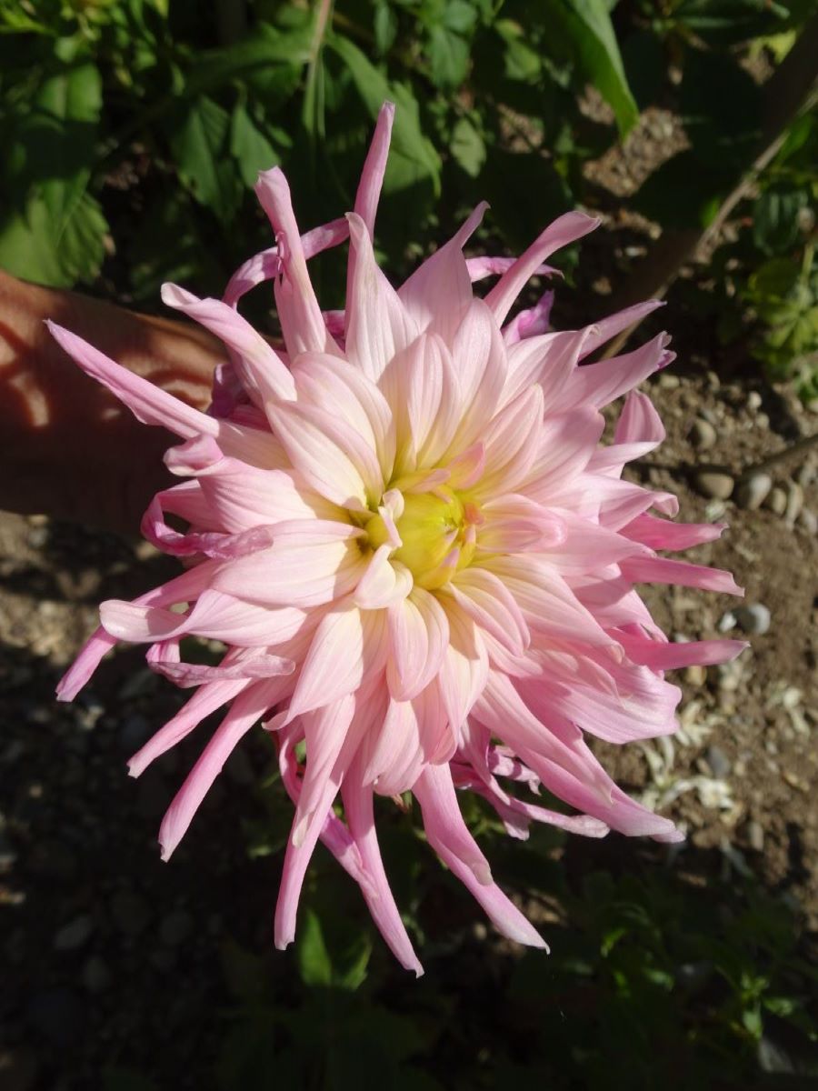 Rosa Kaktus aus Albeuve