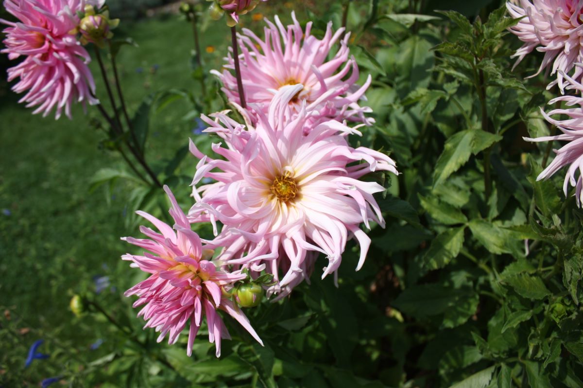 Rosa Kaktus aus Albeuve