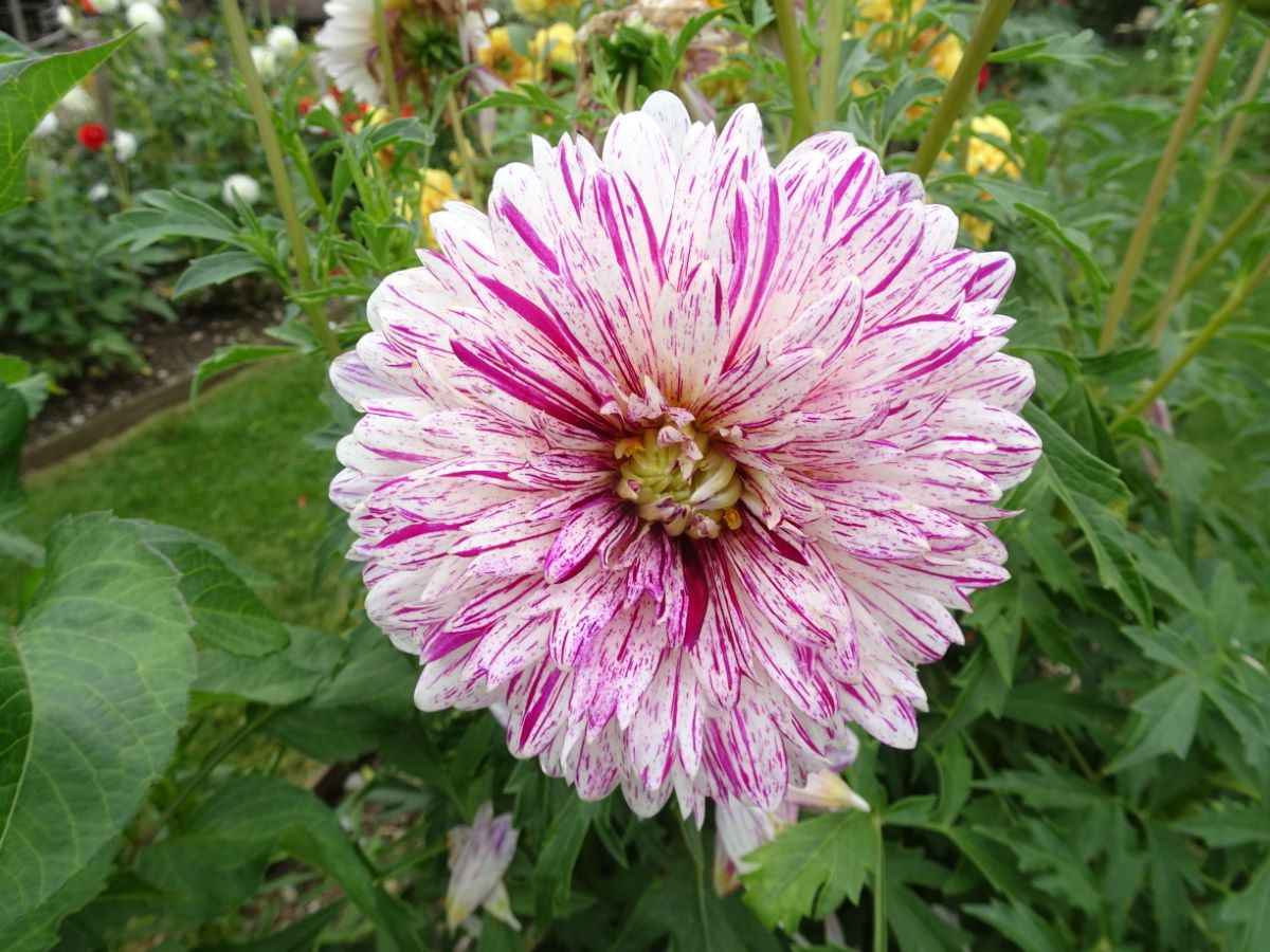 Gesprenkelte aus Albeuve