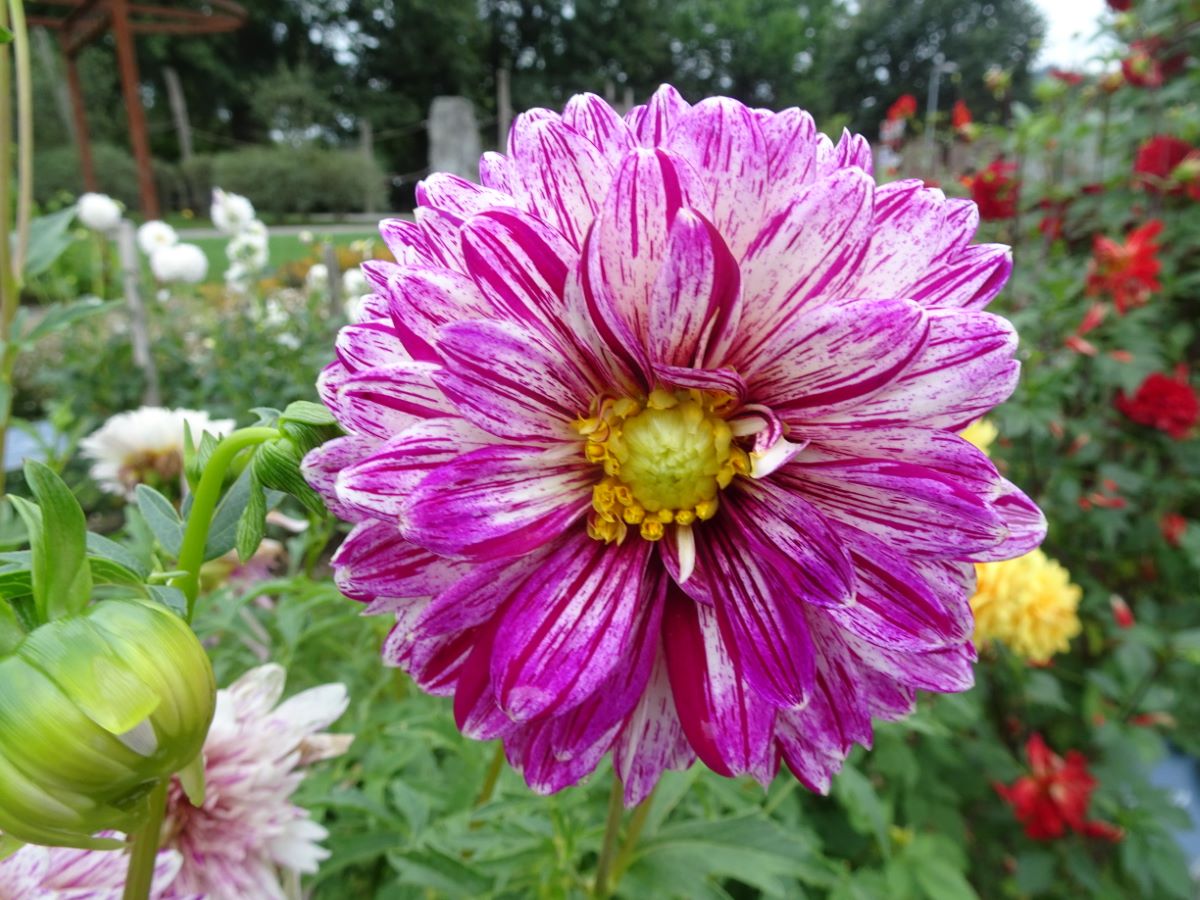 Gesprenkelte aus Albeuve