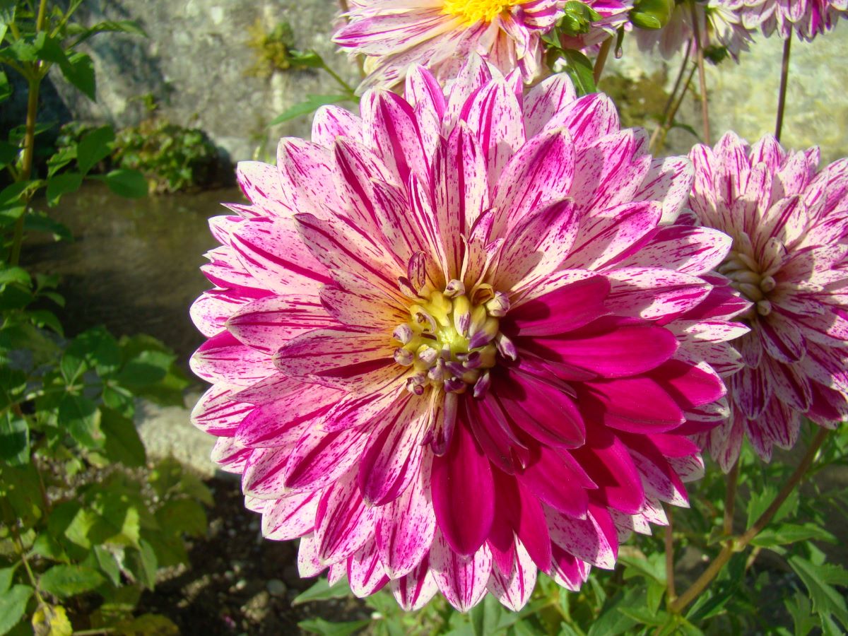 Gesprenkelte aus Albeuve