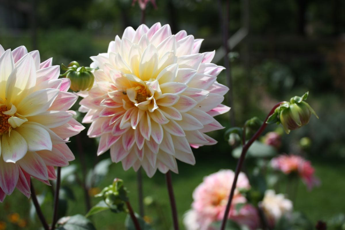 Tricolore di Trubschachen