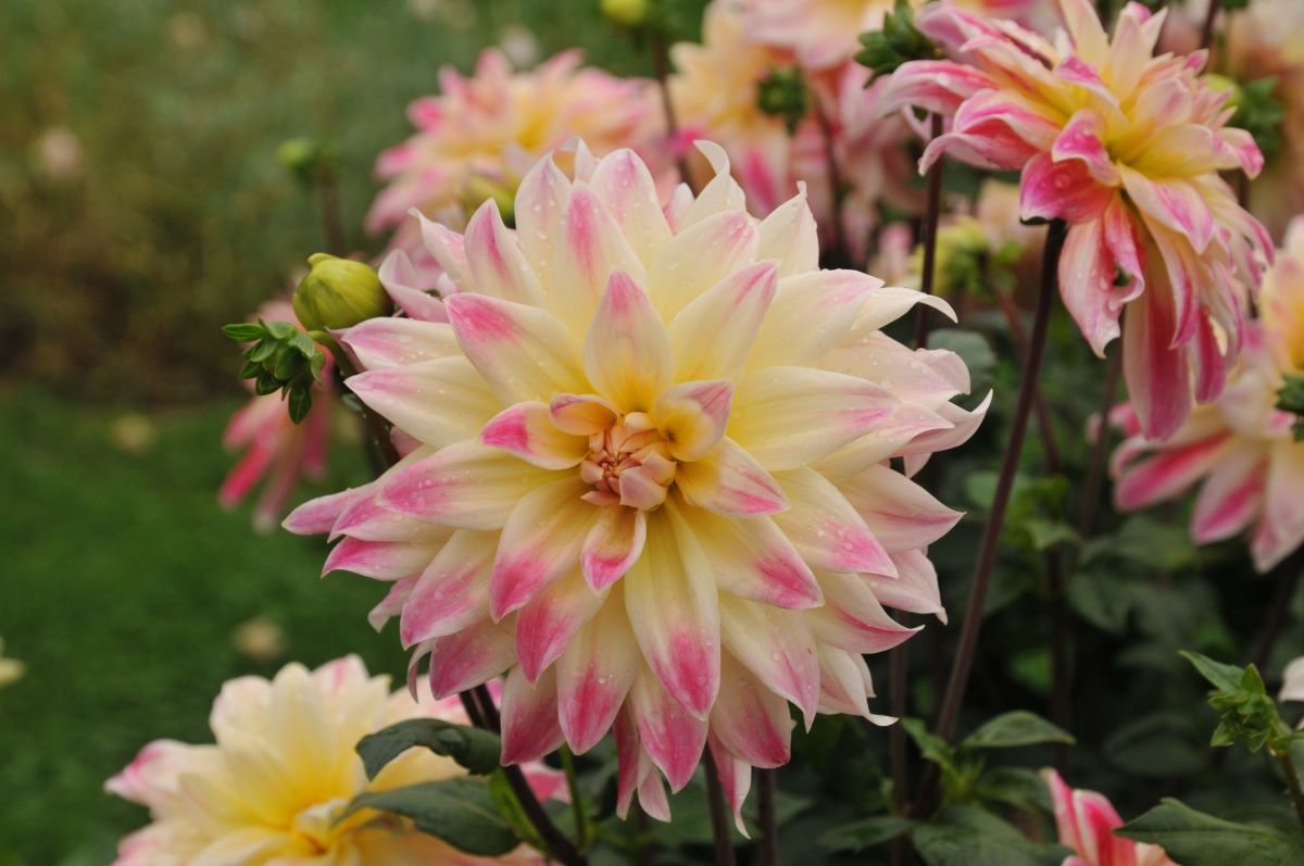 Tricolore di Trubschachen