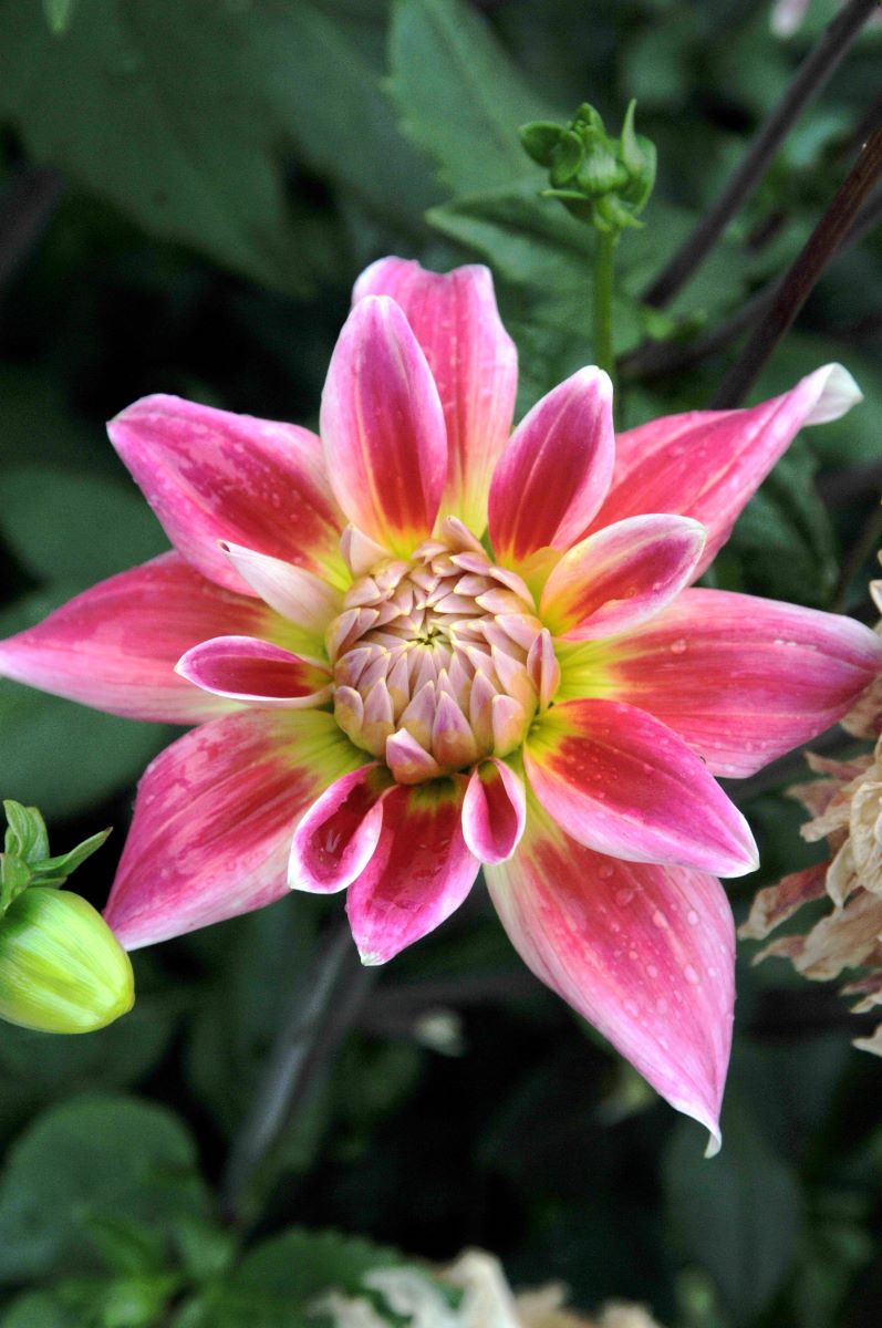 Tricolore di Trubschachen