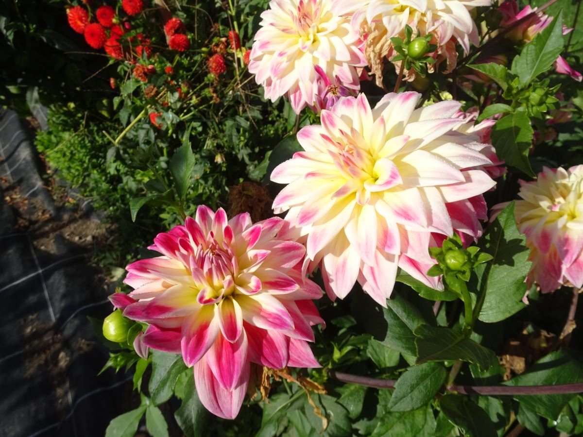 Tricolore di Trubschachen