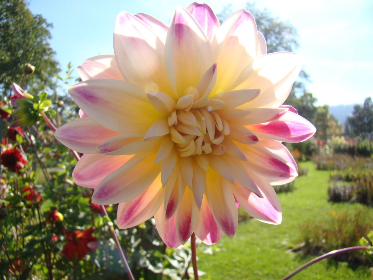 Tricolore di Trubschachen