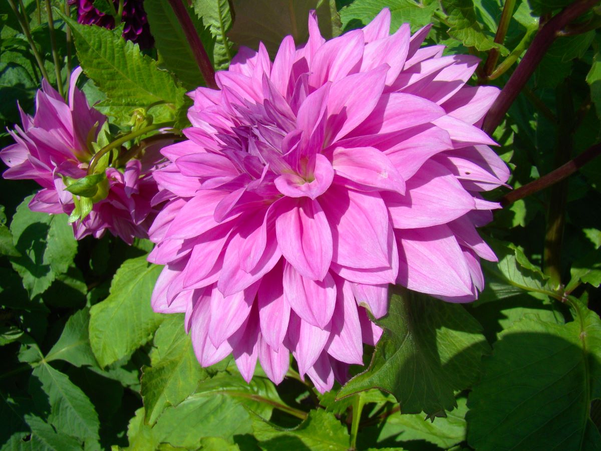 Ornement rose violet