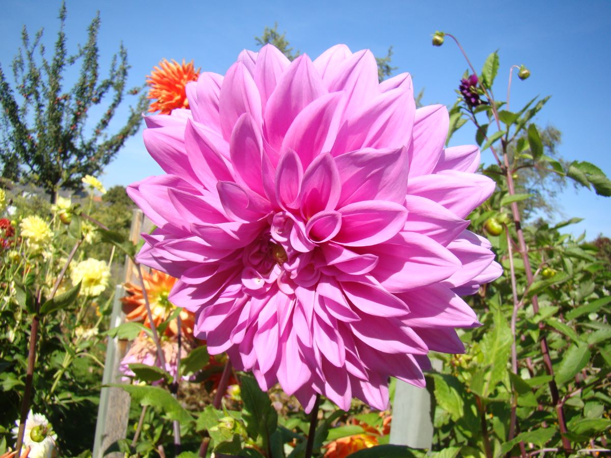 Ornement rose violet