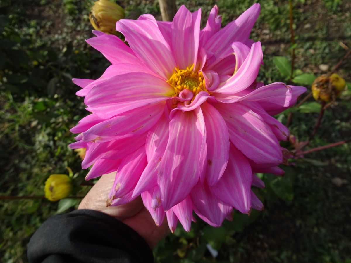 Ornement rose violet