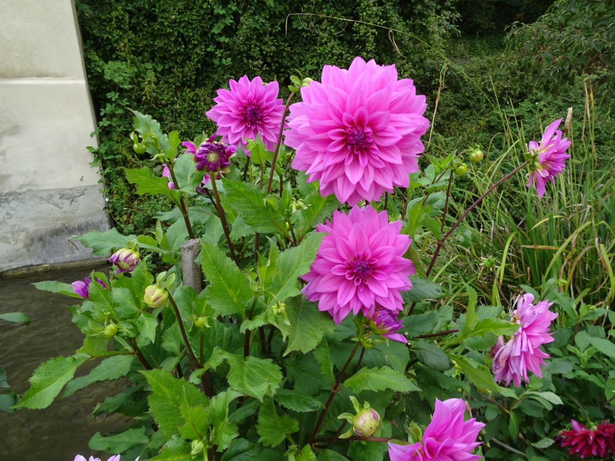 Ornement rose violet