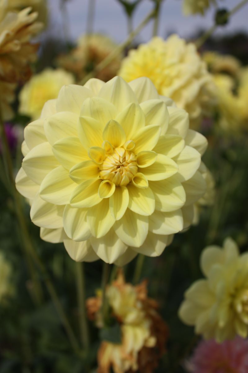 Glorie van Heemstede