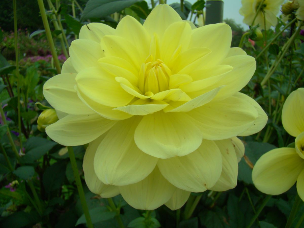 Glorie van Heemstede