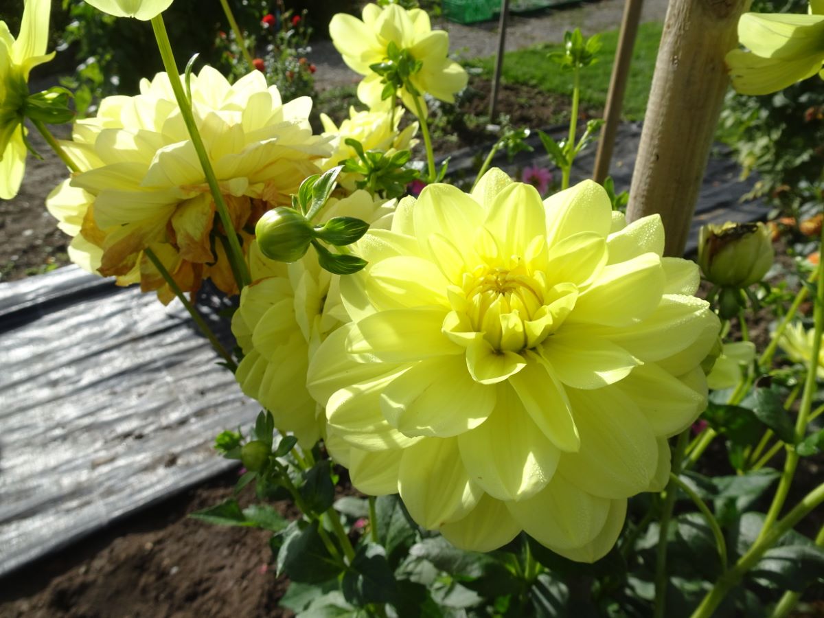 Glorie van Heemstede