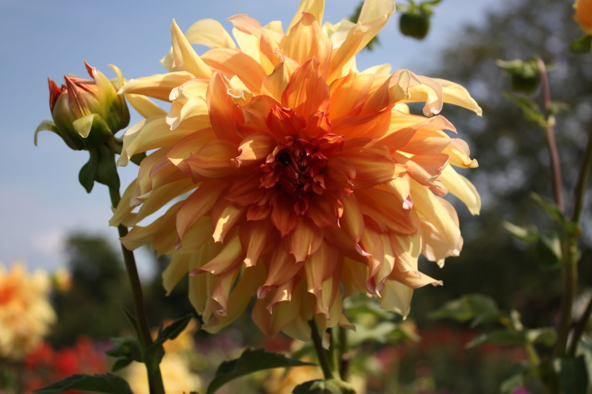 Jaune orange de Menziken