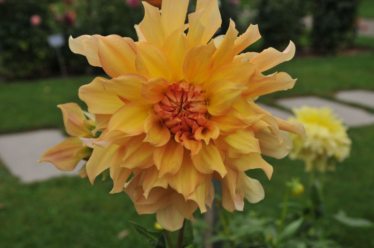 Jaune orange de Menziken