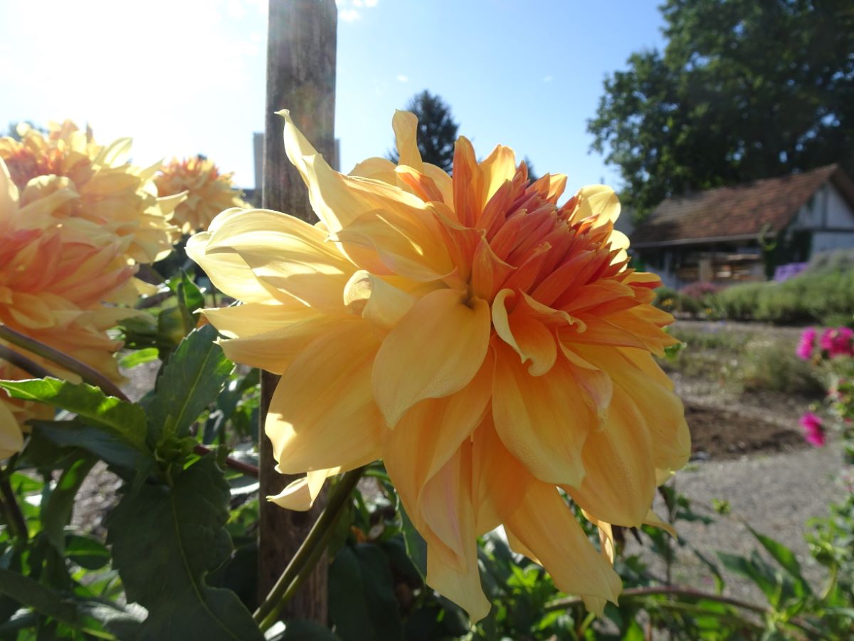 Jaune orange de Menziken