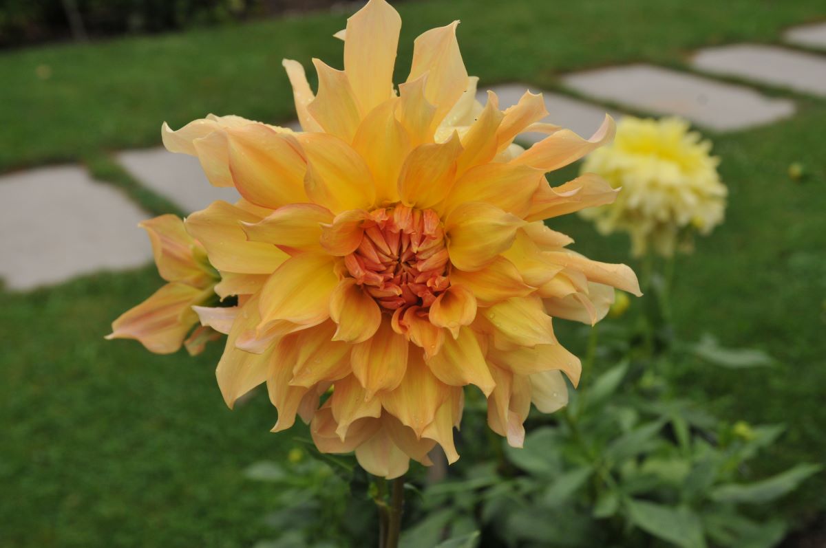 Jaune orange de Menziken