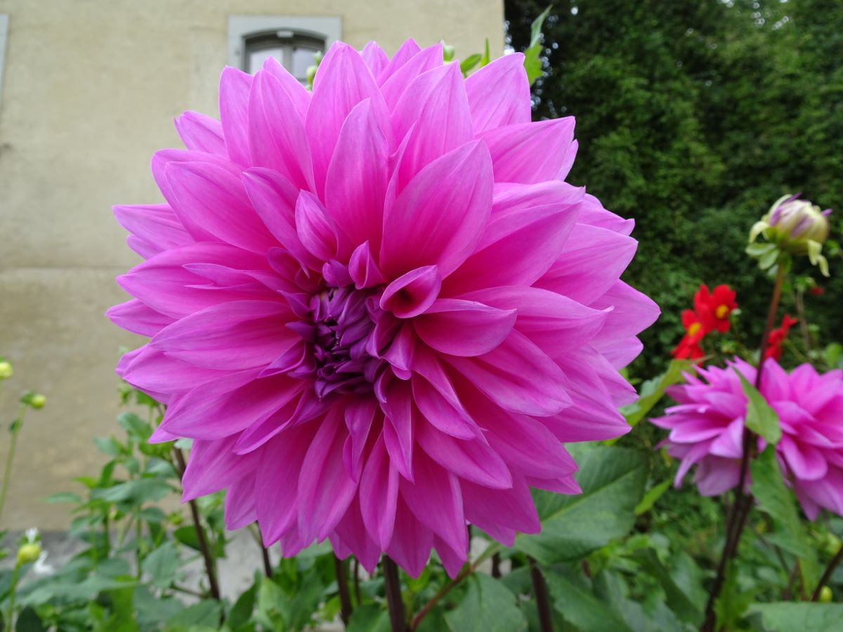 Hellviolette von Bern