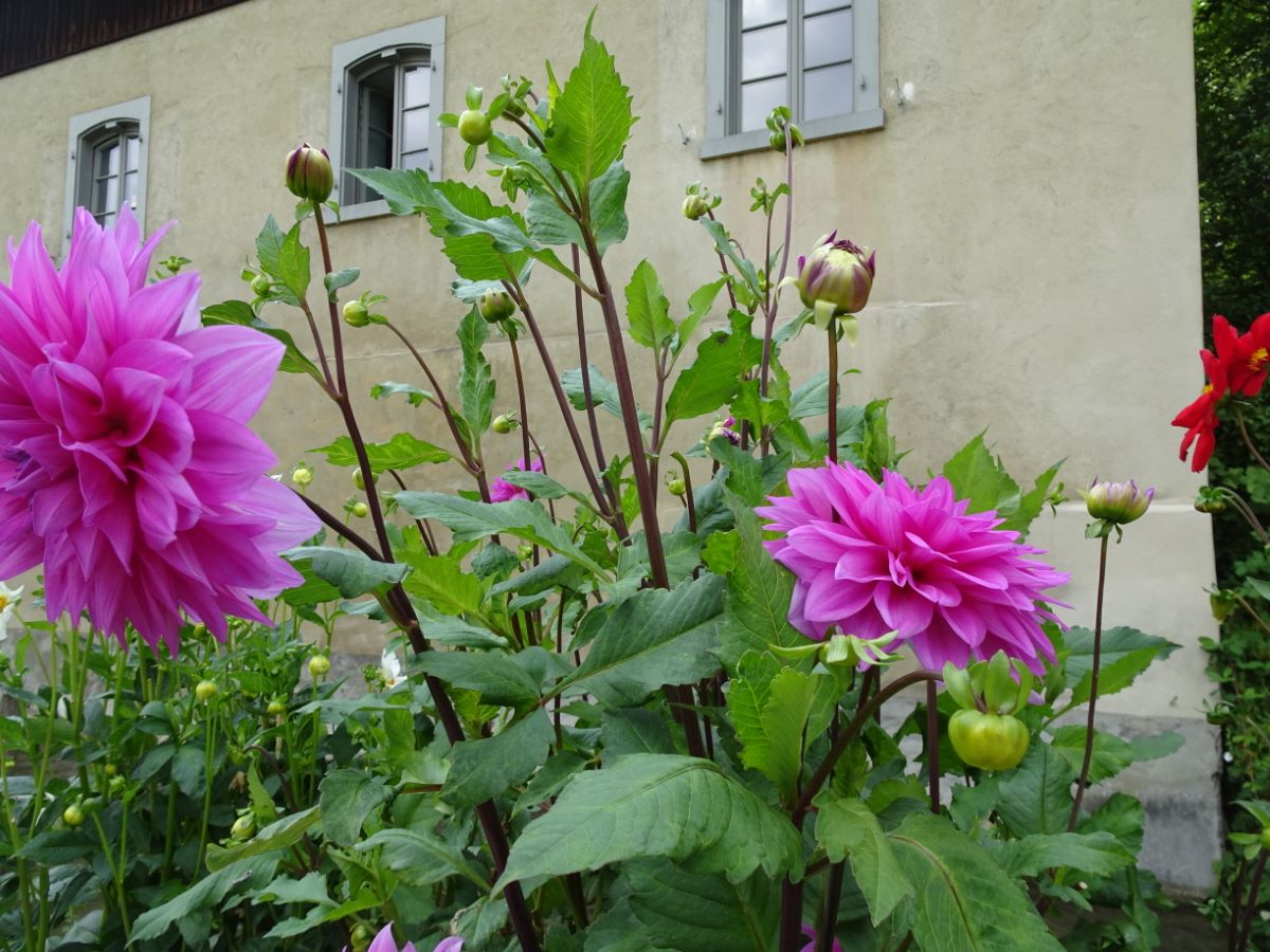 Hellviolette von Bern