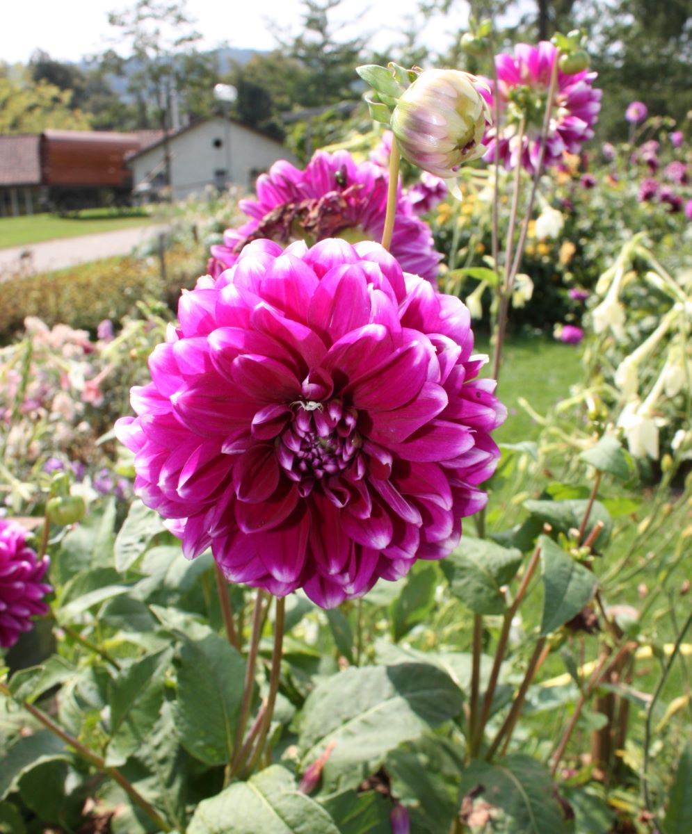 Violette de Langendorf