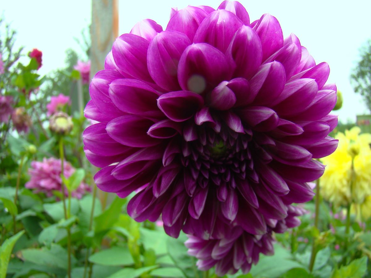 Violette de Langendorf