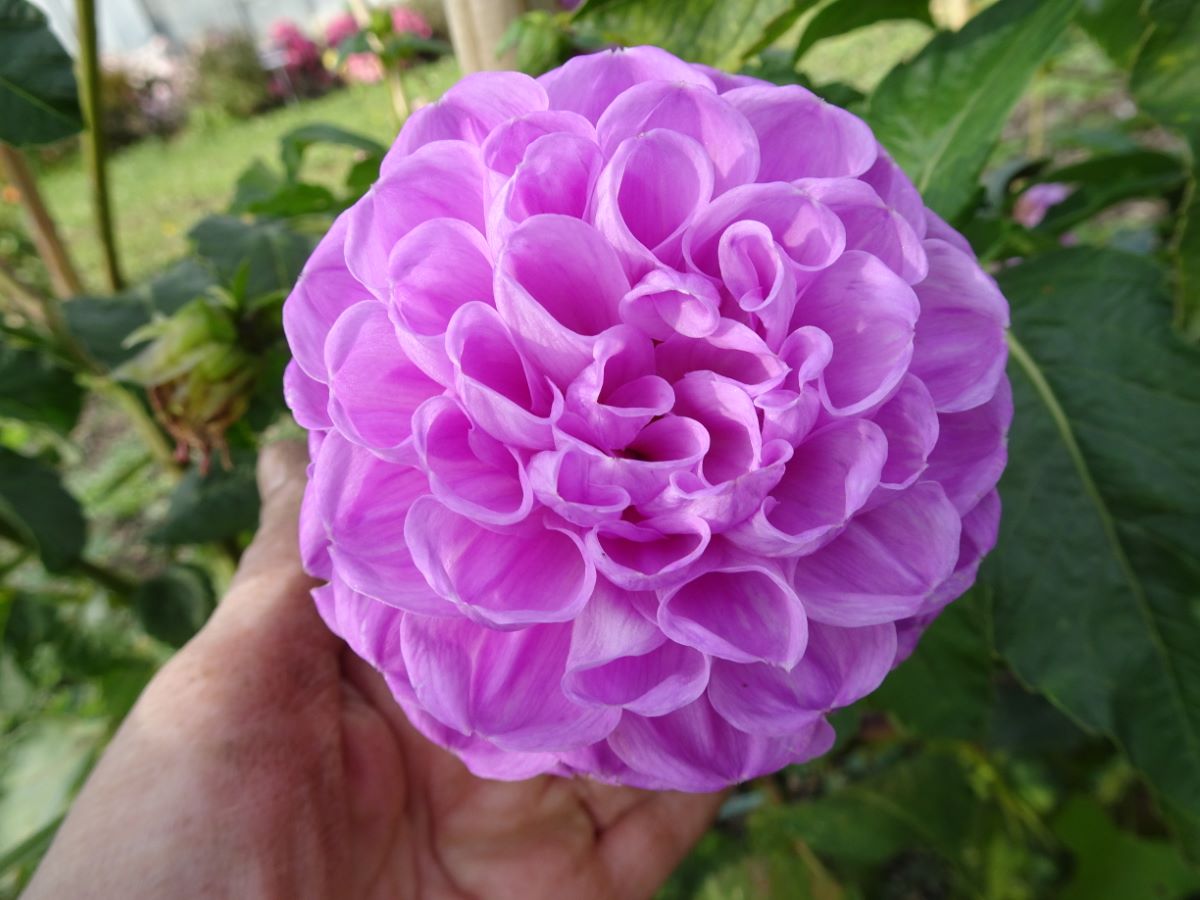 Violette de Langendorf