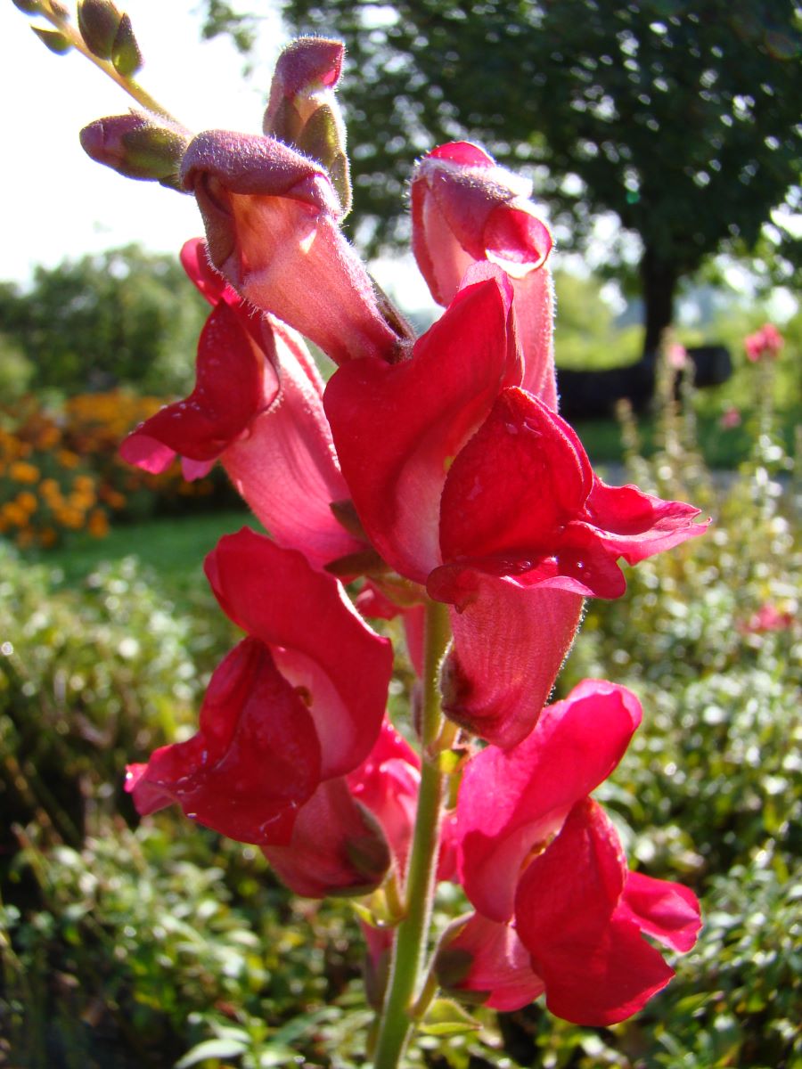 Ruby ProSpecieRara