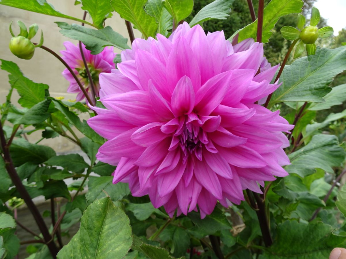 Hellviolette von Zürich