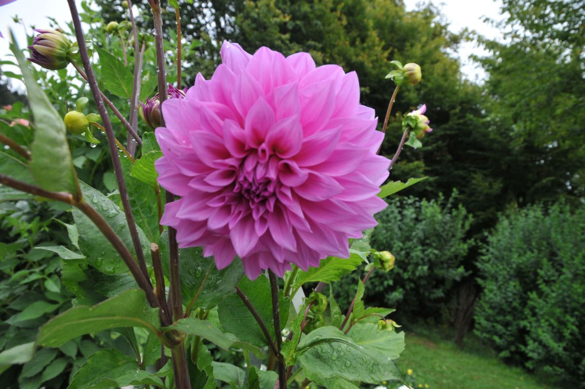 Hellviolette von Zürich