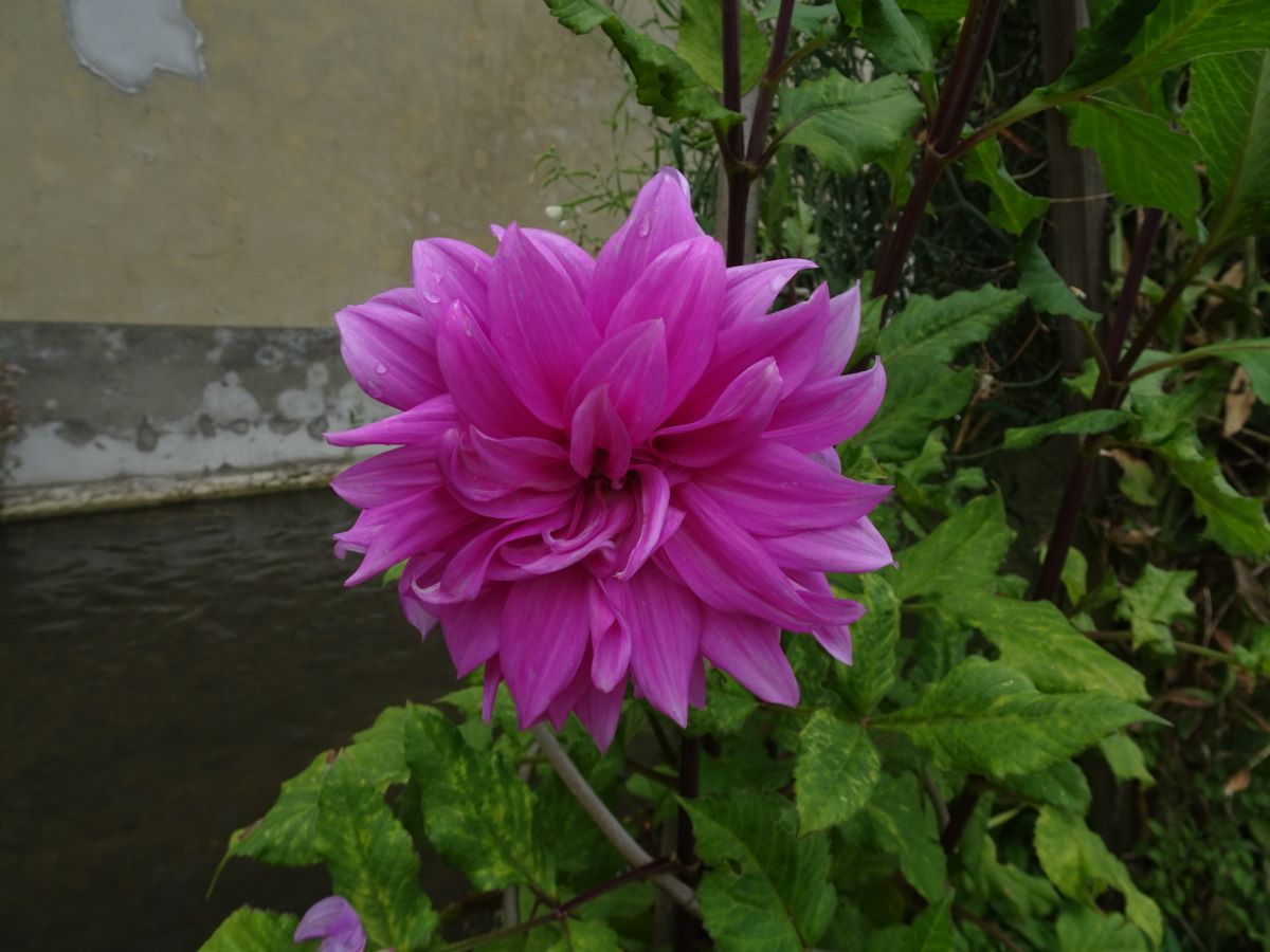 Hellviolette von Zürich