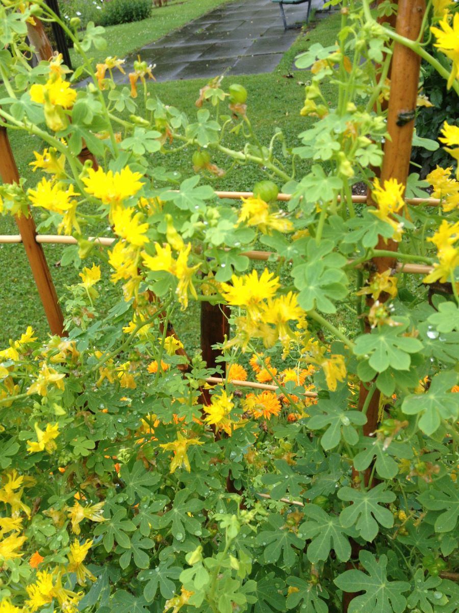 Tropaeolum peregrinum