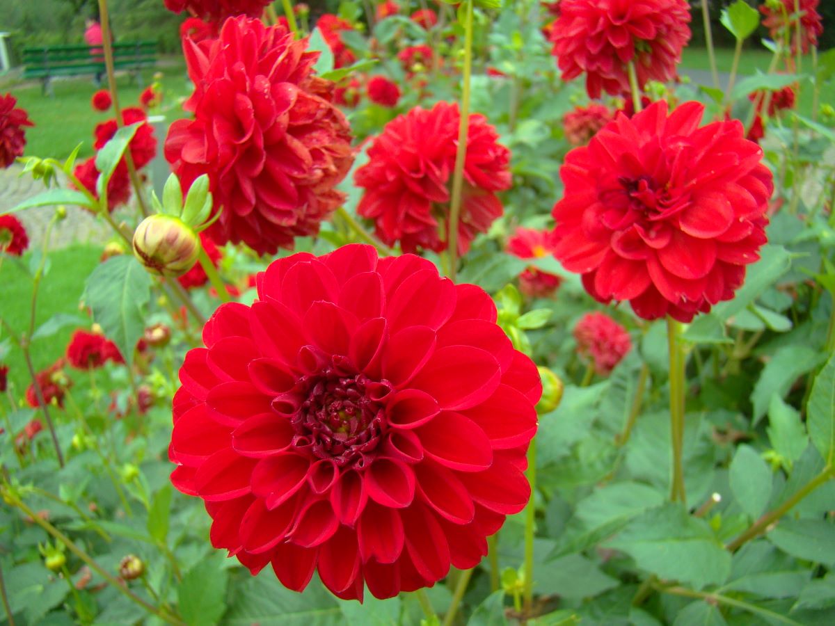 Sieckmanns Feuerball