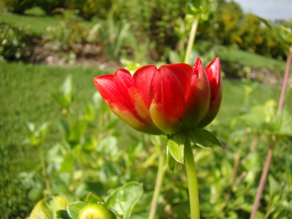 Sieckmanns Feuerball