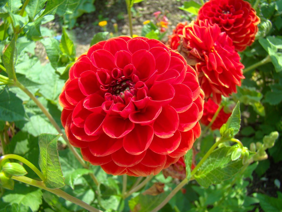 Sieckmanns Feuerball