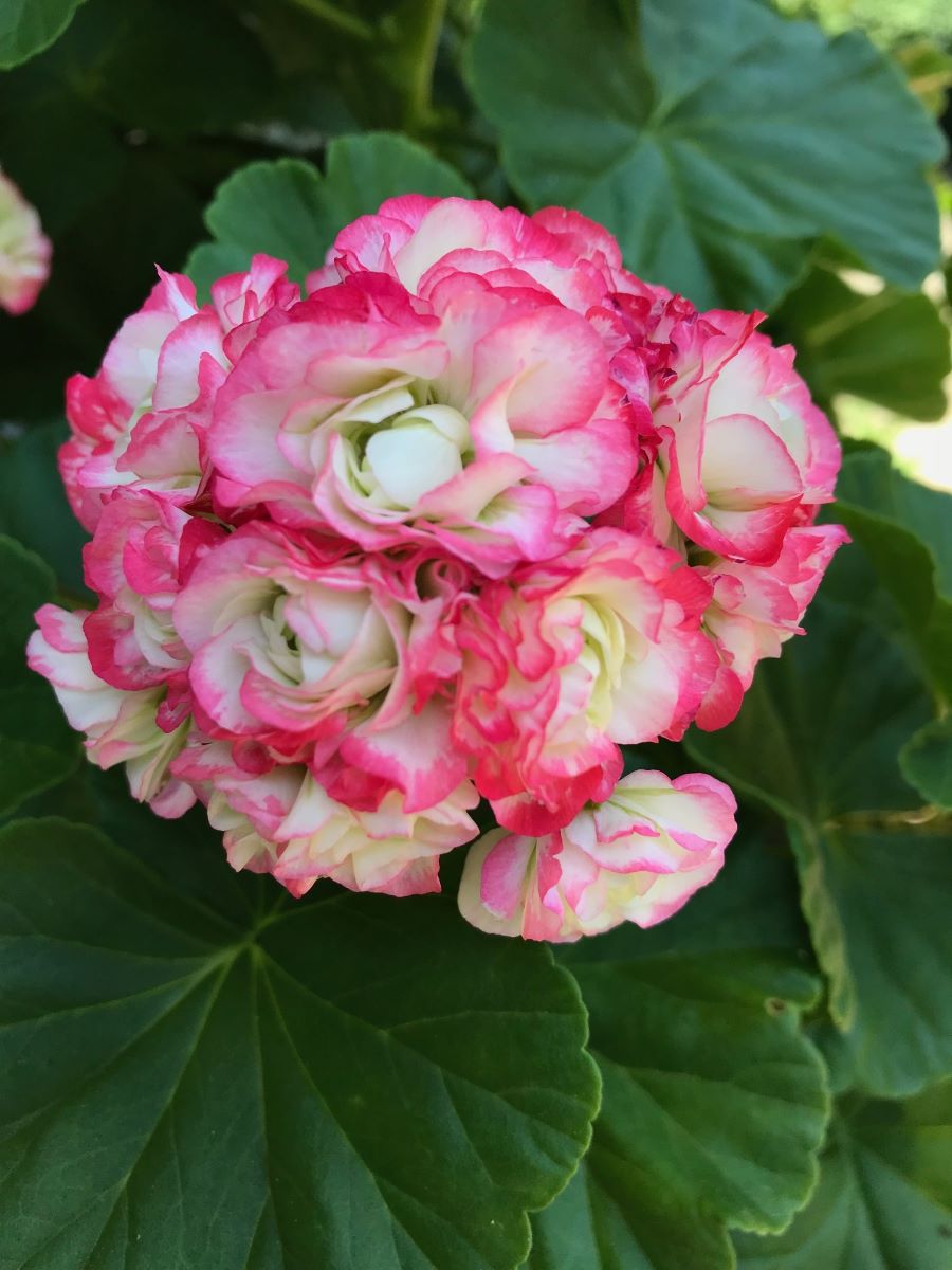 Appleblossom Rosebud