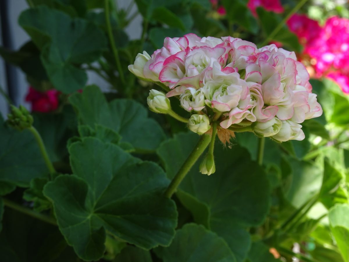 Appleblossom Rosebud