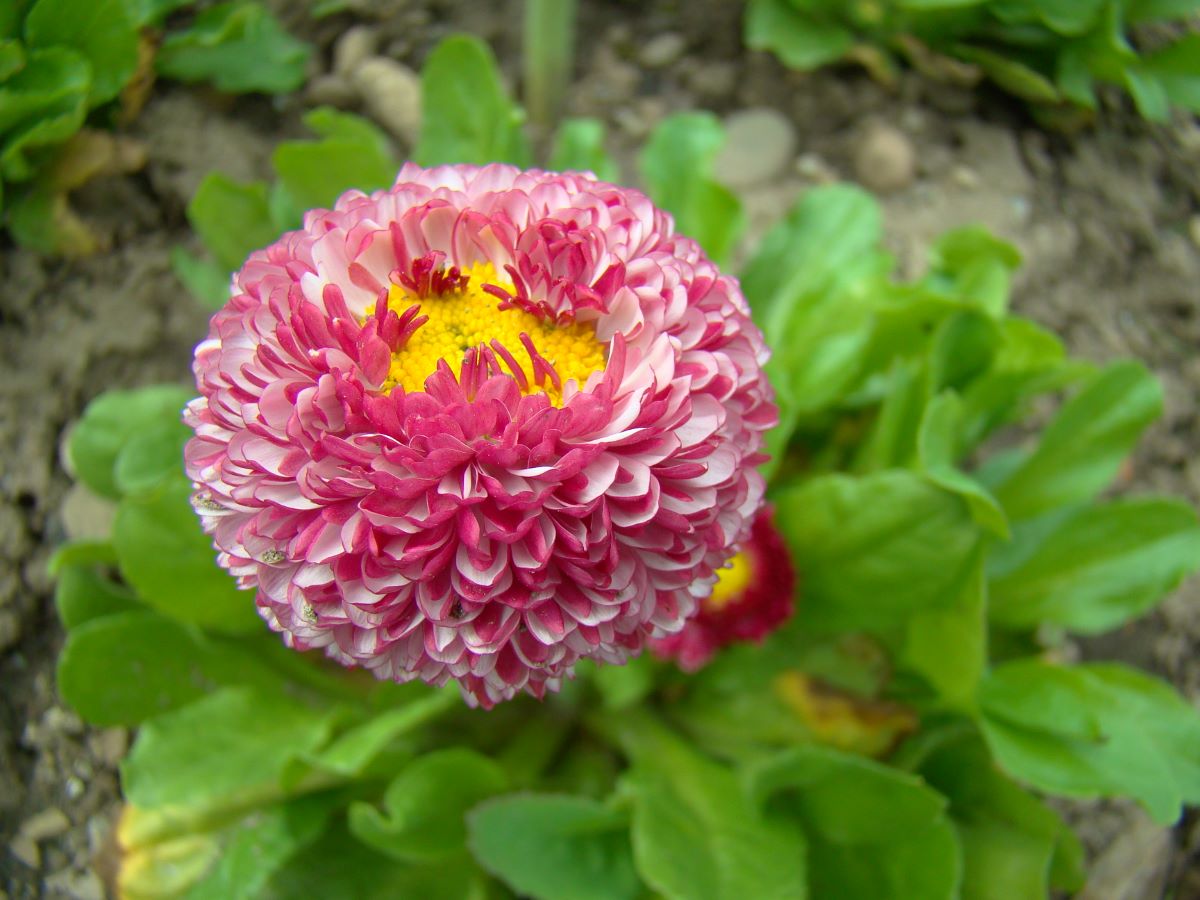 Monstrosa Double Rose