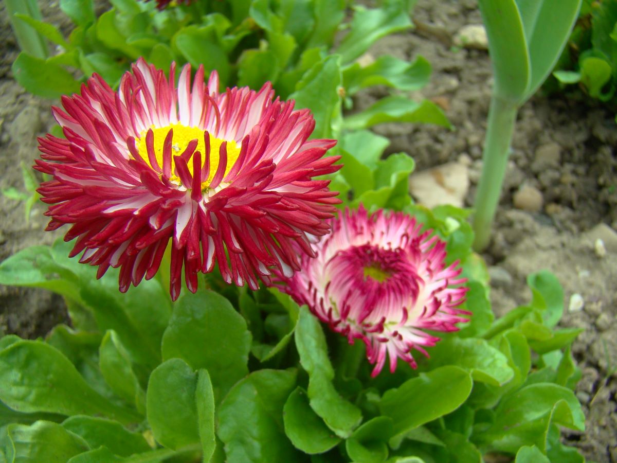 Monstrosa Double Rose