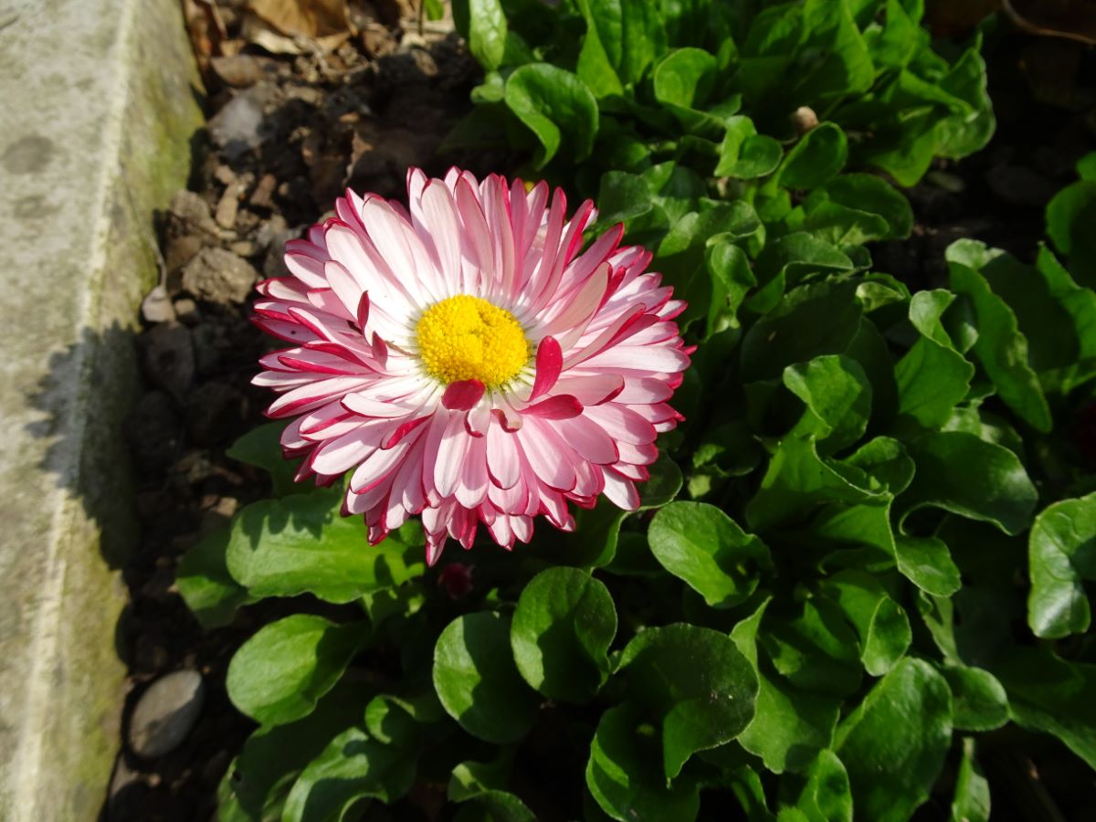 Monstrosa Double Rose