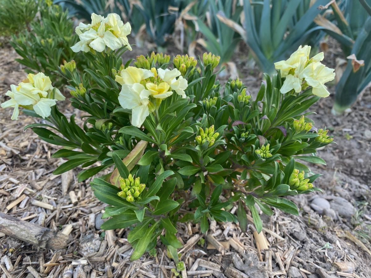 Primrose Bedder