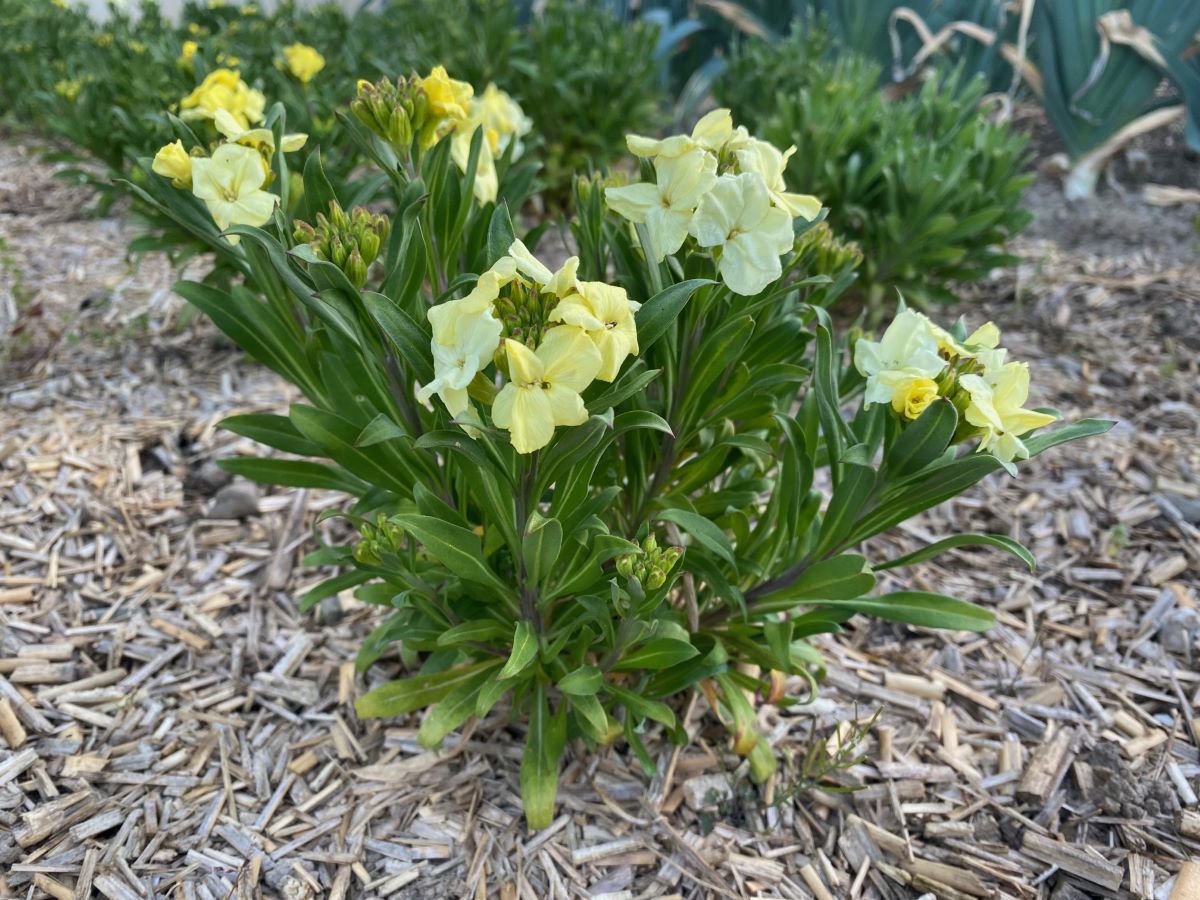 Primrose Bedder