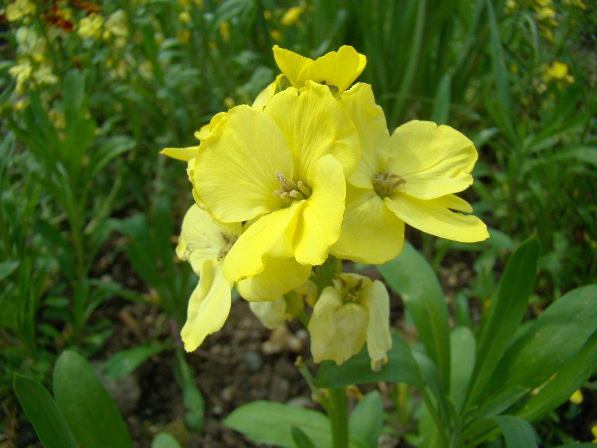Primrose Dame