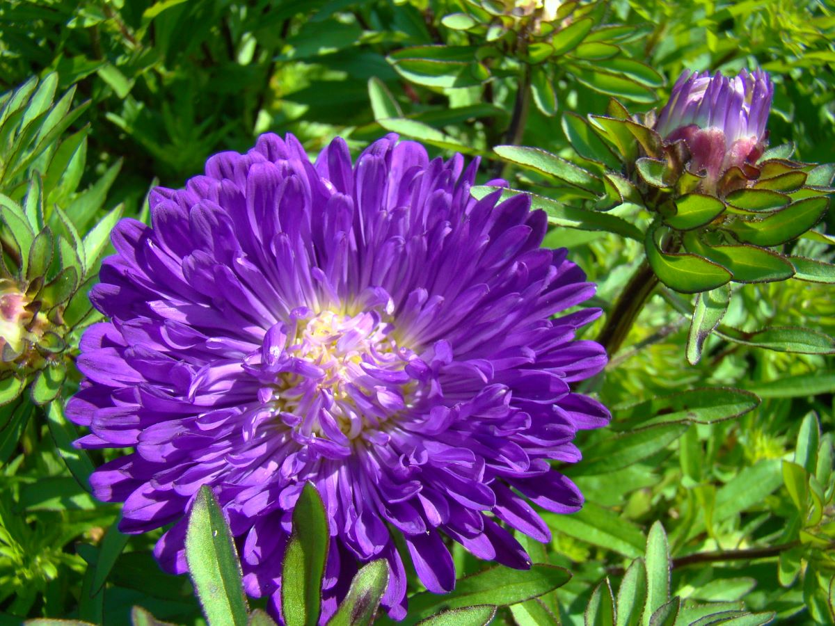 Tausendschön Dunkelblau