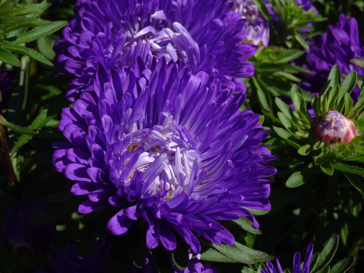 Tausendschön Dunkelblau