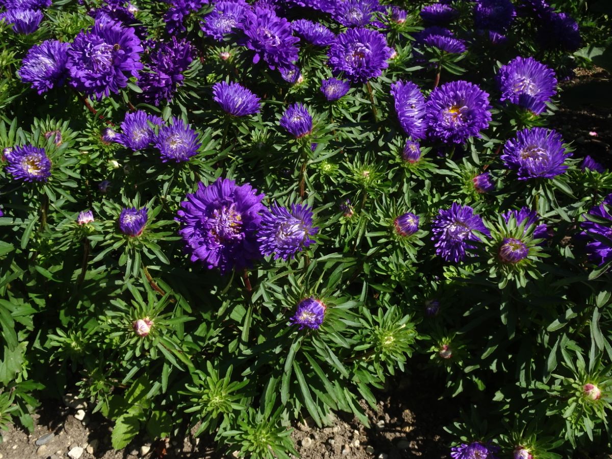 Tausendschön Dunkelblau