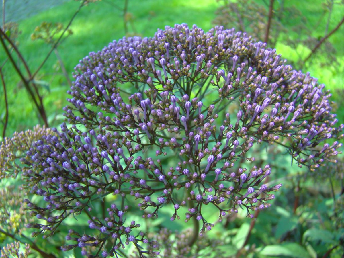 Blütenschleier Blau