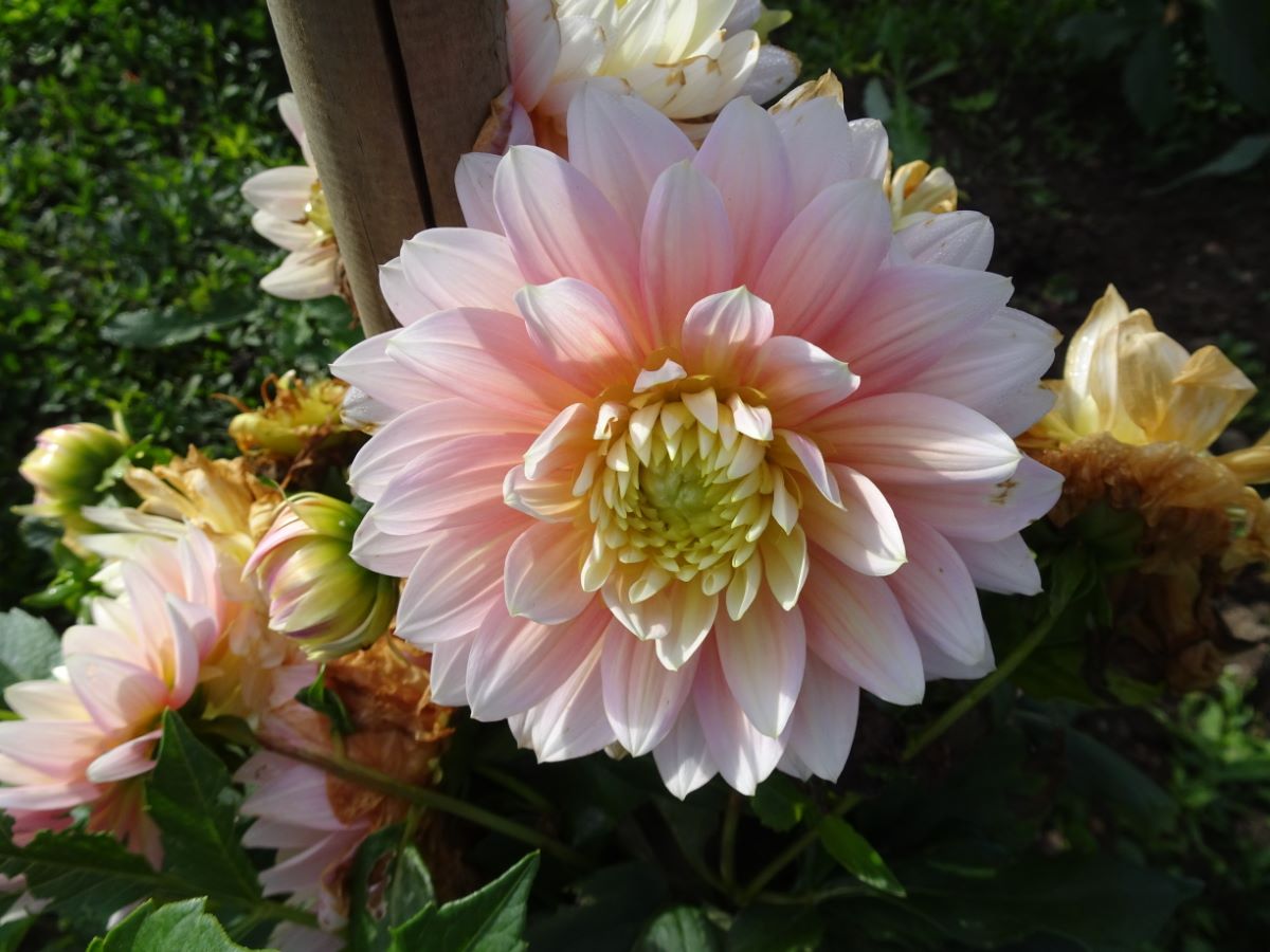 Rosa von Schönenwerd