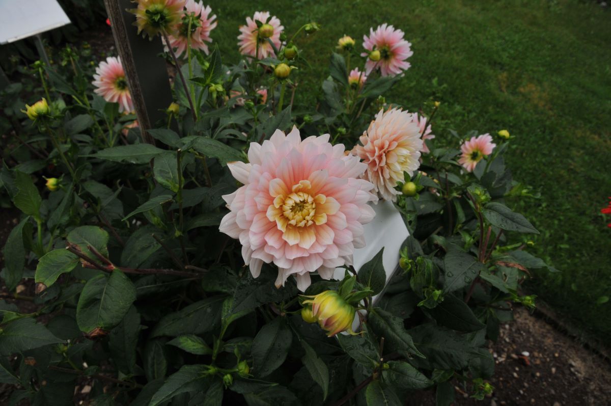 Rosa von Schönenwerd