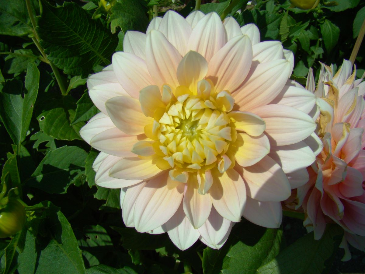 Rosa von Schönenwerd