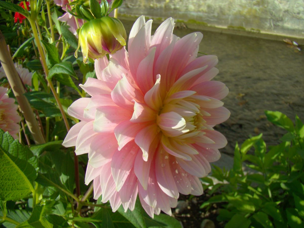 Rosa von Schönenwerd